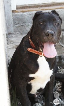 BRUTUS DE RADUCA OF LOS TRACIOS
