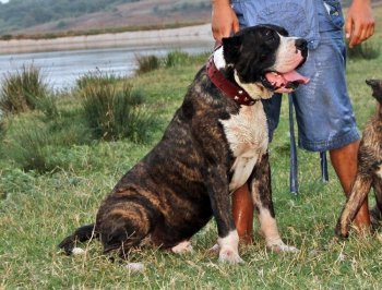 BOSS BULL CANARIO ROY
