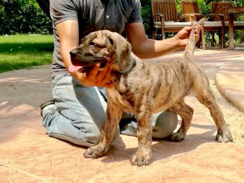 CLEO GUARDIANS OF THE LAST PHARAOH