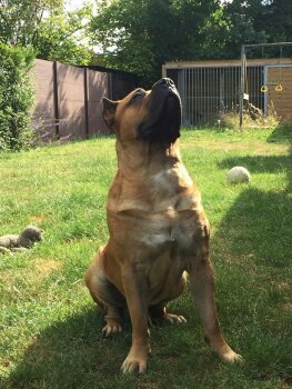 BRUTUS DE ACOMETEDOR