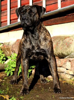 GARM DE CANARIO'S DARK SUNSET