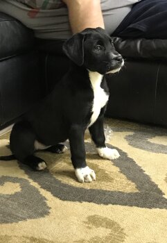 FIONA DE LA LEGION