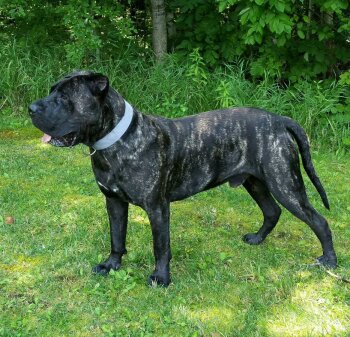 GAIMARO CABALLERO CANARIO