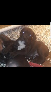 BLACK STUFF PRESA BRUCE