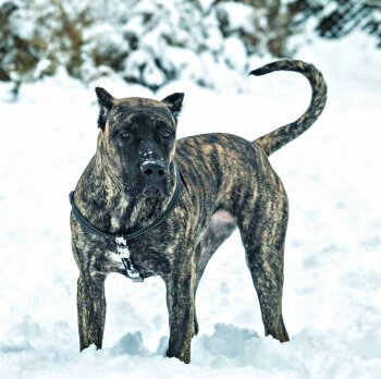 BUENA BAD DOGZ CANARIO