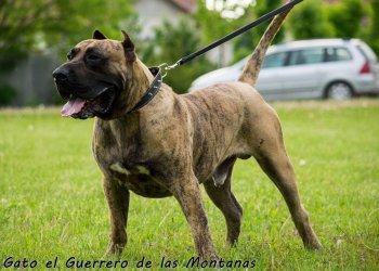 GATO EL GUERRERO DE LAS MONTANAS