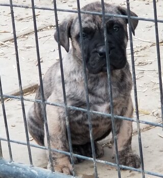 BLACK STAR PRESA'S LAYLA