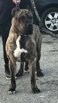 KINGDOM K9 KENNEL KASH