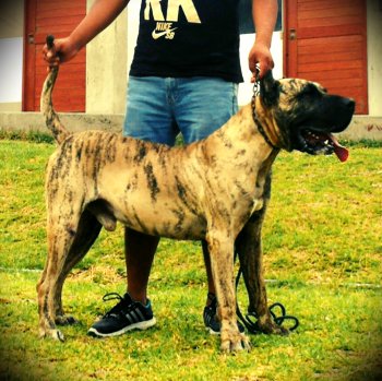 VARGA'S EL GUARDIAN FIEL HERCULES