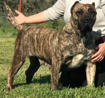 FILAMINGO DE IMPERIO PERROS TROYA