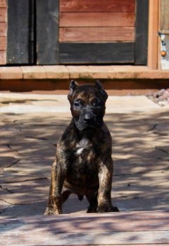 SICARIO DE AKIVA K9