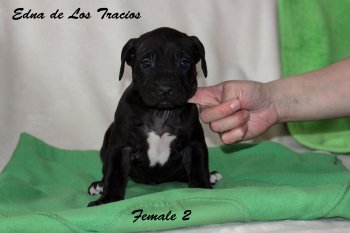 EDNA DE LOS TRACIOS