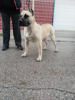 BERTO PERRO LOCO DE HIERRO