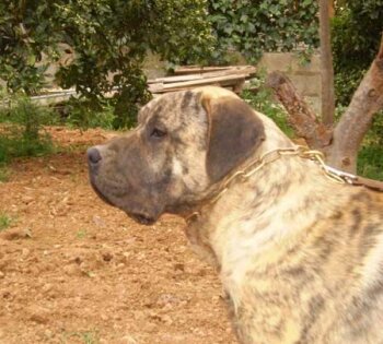 YESO DE CAMARMENA