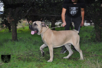 BJORN ARDOR BULL