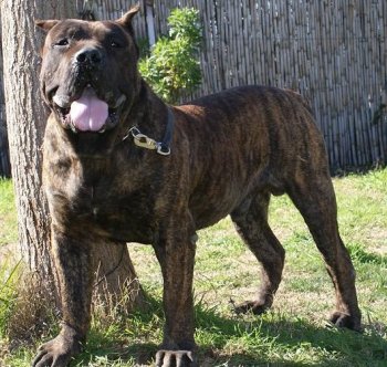 ROQUE DE BARNACAN BULL