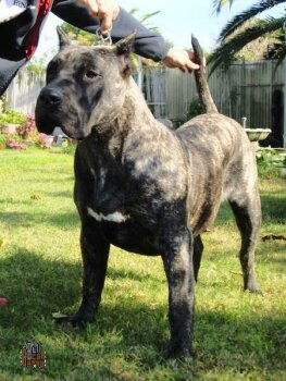 QUISI DE BARNACAN BULL
