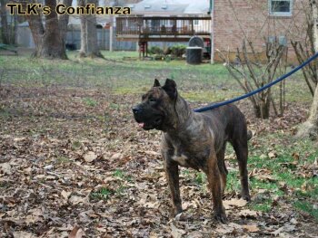 CONFIANZA DE TIGHTLINE (JADA)