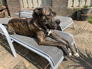 DARWIN DE KING ZULU