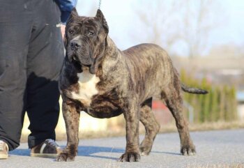 BOSS BULL CANARIO DOMINGO