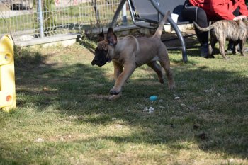 BUCOVINA WORKING DOGS BAGHEERA