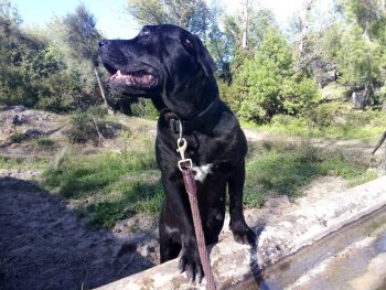 NEGRA