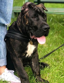D'NELSON DE SABURO KENNELS