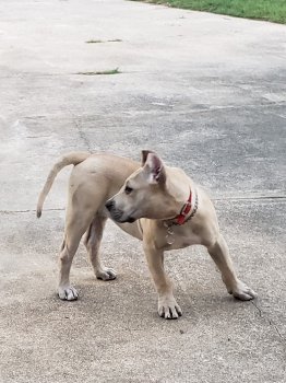 PWA'S NALA