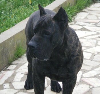 WALTER DE DOG REAL