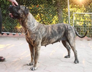 BERETTA BALUARTE DE LOS PERROS