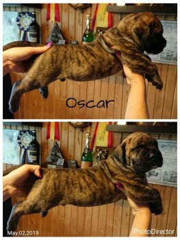 OSCAR NUESTRA SANGRE