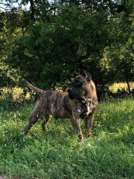 FALF DE ANTIVARI BULL