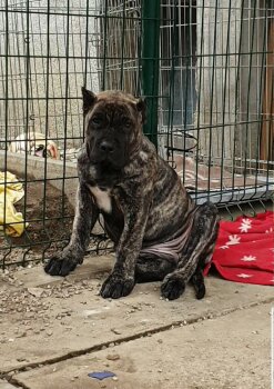 COCO BAD DOGZ CANARIO