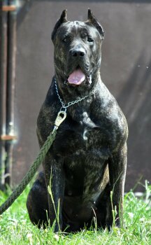 CARAMBA CABALLERO CANARIO