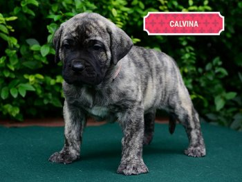BRINDLE HOOLIGANS CALVINA