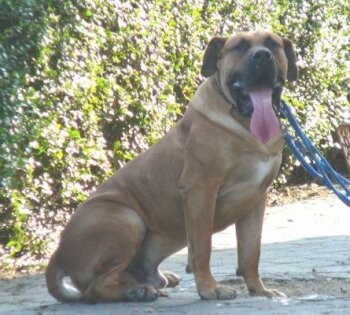 ARON VALACHIADOG
