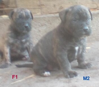 ROLLO (ARNO)
