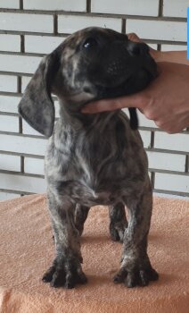 ODIN