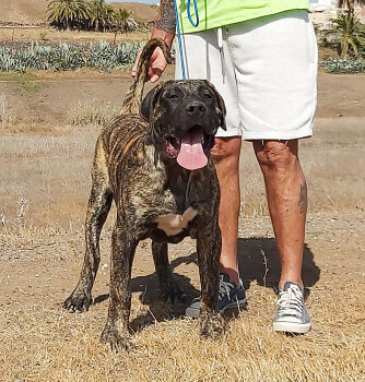 LUPO DE BREVIERCAN