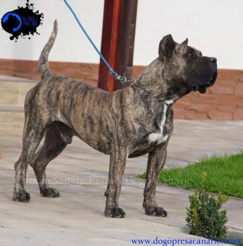 PABLO NOBLE SANGRE