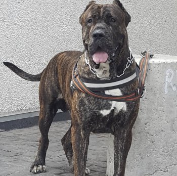 WALLACE DE KING ZULU