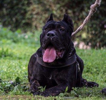 CID DE KING ZULU