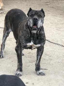 RAMONA DE KING ZULU