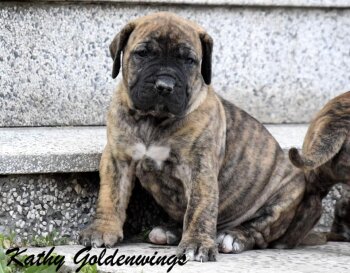 KATHY GOLDENWINGS