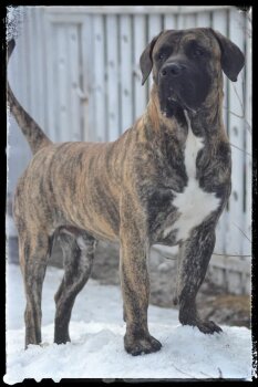 JOCKER BELLA DE PERROS VARNA
