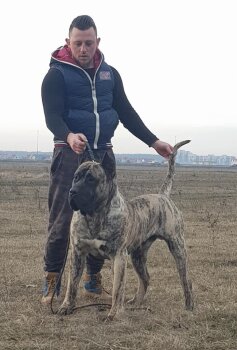 DORADO DE SPARTAN DOG KENNEL
