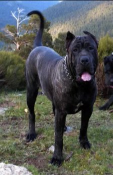SHIVA DE PERRO DE PRESA BECERRIL