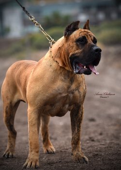 ORION DE BREVIERCAN