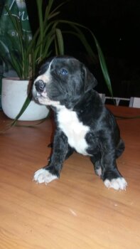 ORCA DE KING ZULU