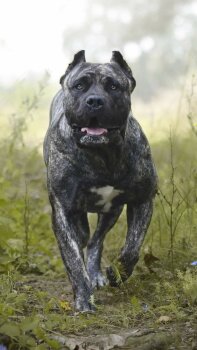 BRINDLE HOOLIGANS CANDY